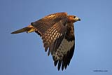 Kzl ahin / Buteo rufinus / Long-legged buzzard 